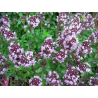 Thym (thymus vulgaris)