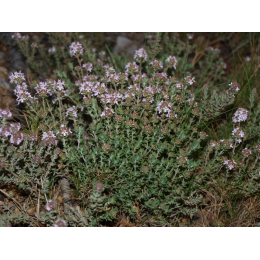Thym (thymus vulgaris)