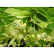 Tilleul (tilia tomentosa) - bractées