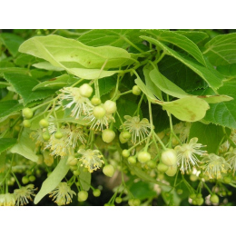 Tilleul (tilia tomentosa) - bractées