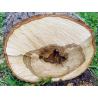 Tilleul (tilia platyphyllos) - aubier blanc