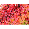 Vigne rouge (vitis vinifera)