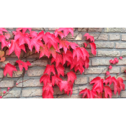 Vigne rouge (vitis vinifera)