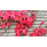 Vigne rouge (vitis vinifera)