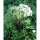 Angélique officinale (angelica archangelica)