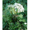 Angélique officinale (angelica archangelica)