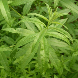 Verveine odorante (lippia citriodora)