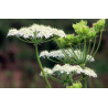 Anis vert ( pimpenella anisum)