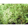 Anis vert ( pimpenella anisum)