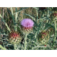 Artichaut (cynara scolymus)