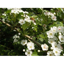 Aubépine (crataegus oxyacantha)