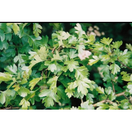 Aubépine (crataegus oxyacantha)