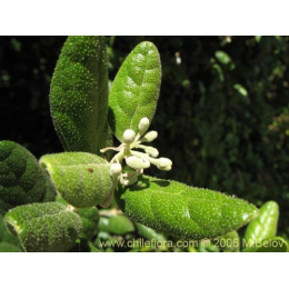 Boldo (peumus boldus)