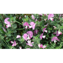 Bugrane (ononis spinosa)