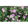 Bugrane (ononis spinosa)