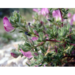 Bugrane (ononis spinosa)