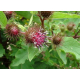 Bardane (arctium majus)