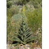Bouillon blanc (varbascum thapsus)