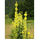 Bouillon blanc (varbascum thapsus)