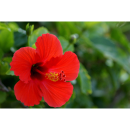Hibiscus Plante nature
