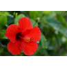 Hibiscus Plante nature