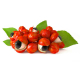 Guarana graines1