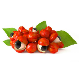 Guarana graines1