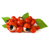 Guarana graines1