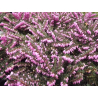 Bruyère (calluna vulgaris)