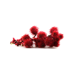 Ricin plante