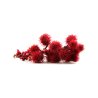 Ricin plante