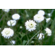 Camomille romaine (anthemis nobilis)