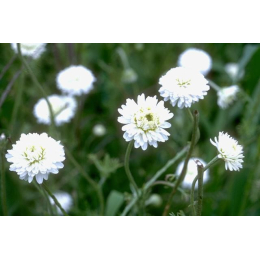 Camomille romaine (anthemis nobilis)