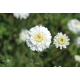 Camomille romaine (anthemis nobilis)