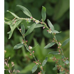 Renouée des oiseaux (polygonum aviculare)
