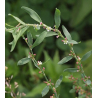 Renouée des oiseaux (polygonum aviculare)