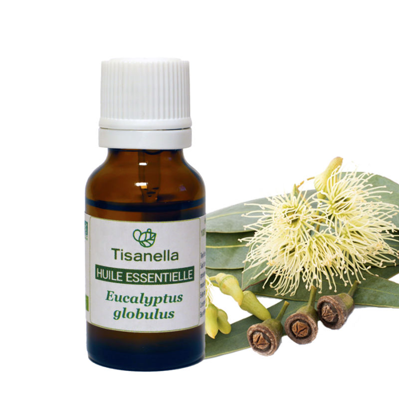 Huile essentielle bio d'Eucalyptus globuleux (Eucalyptus globulus)