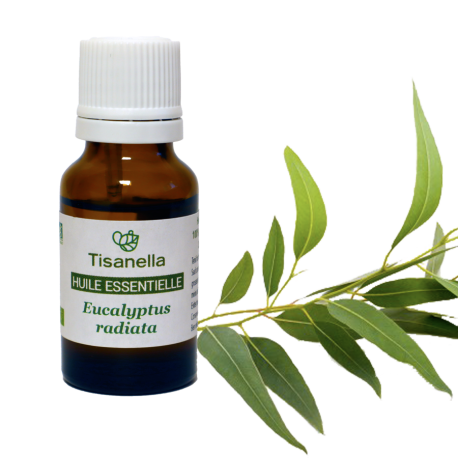 Huile essentielle bio d'Eucalyptus radie (Eucalyptus radiata)