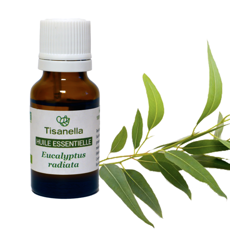 Huile essentielle bio d'Eucalyptus radie (Eucalyptus radiata)