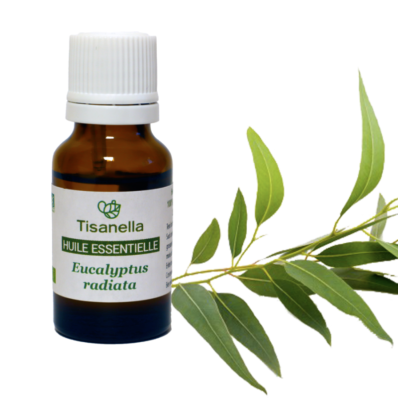 Tout savoir sur l'Eucalyptus radié