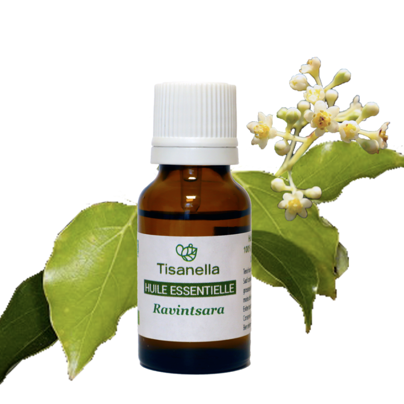 Huile essentielle bio de Ravintsara (Cinnamomum camphora)
