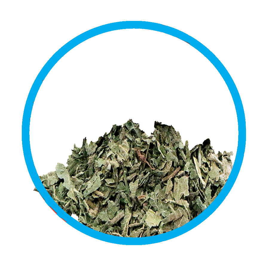 Ortie piquante Allergie