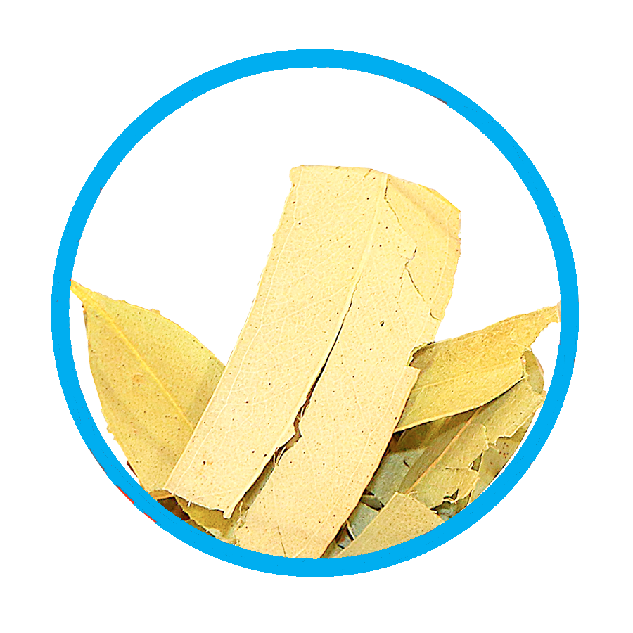 Eucalyptus Bronchique