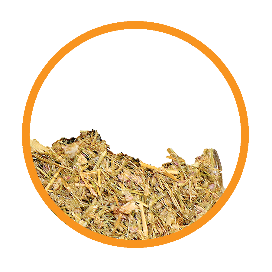 Arénaria Calcul Rénal