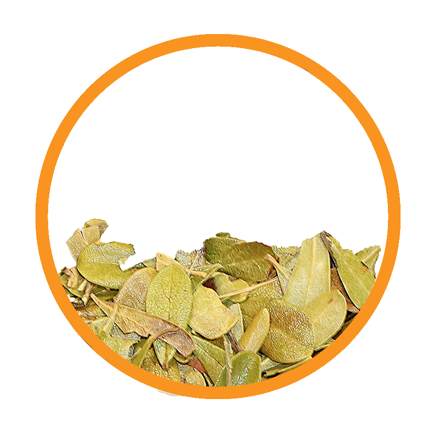 Busserole Calcul Rénal