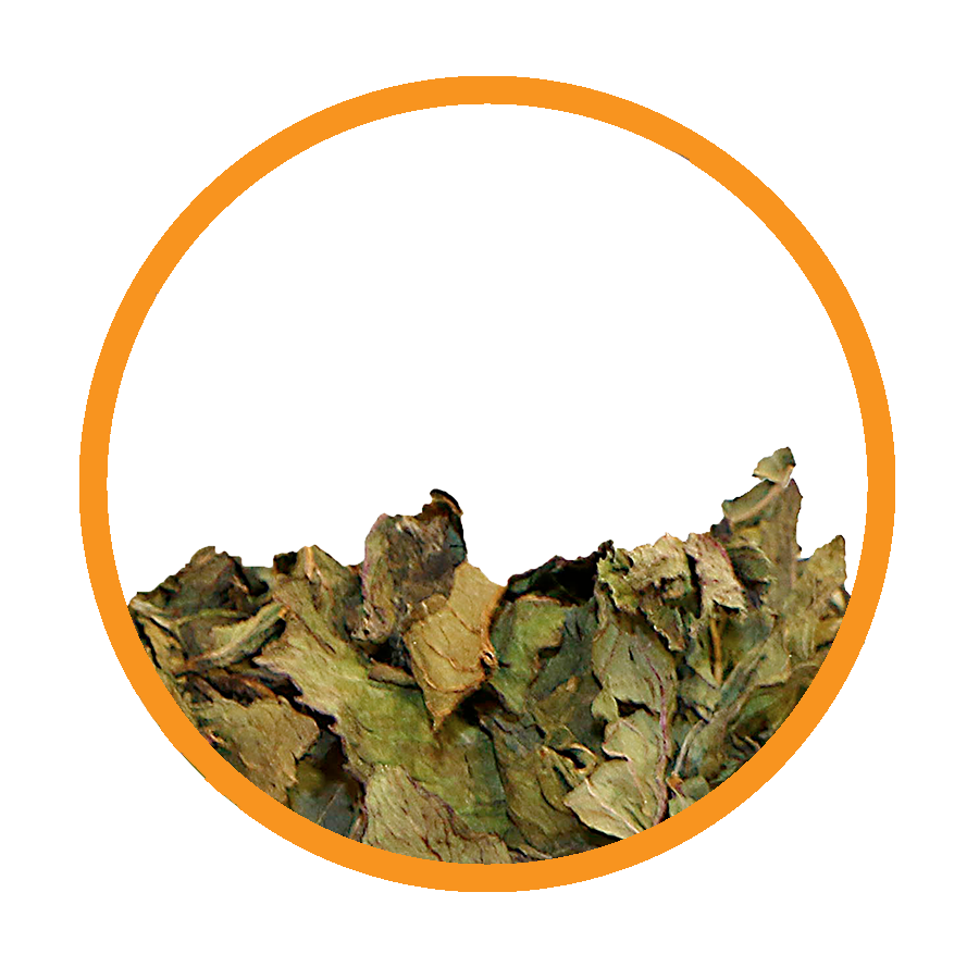 Menthe poivrée Calcul Rénal