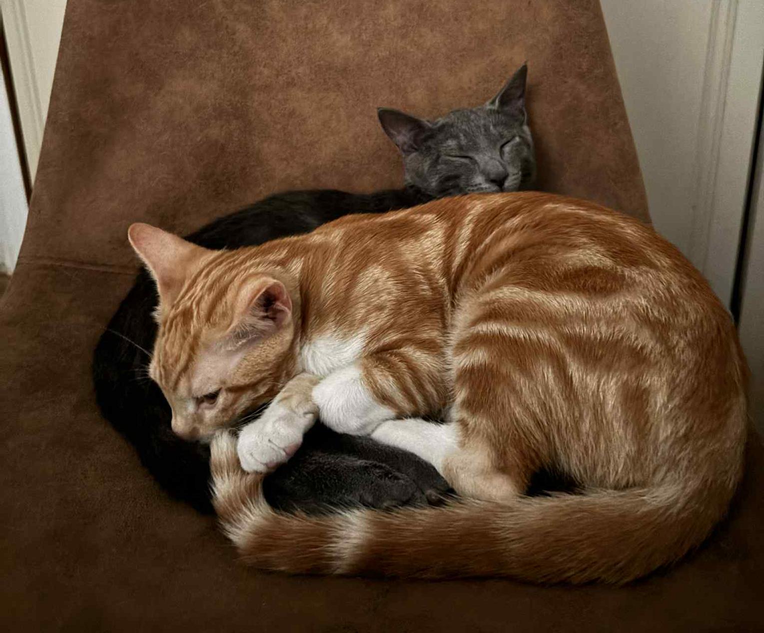 comme chat et chien