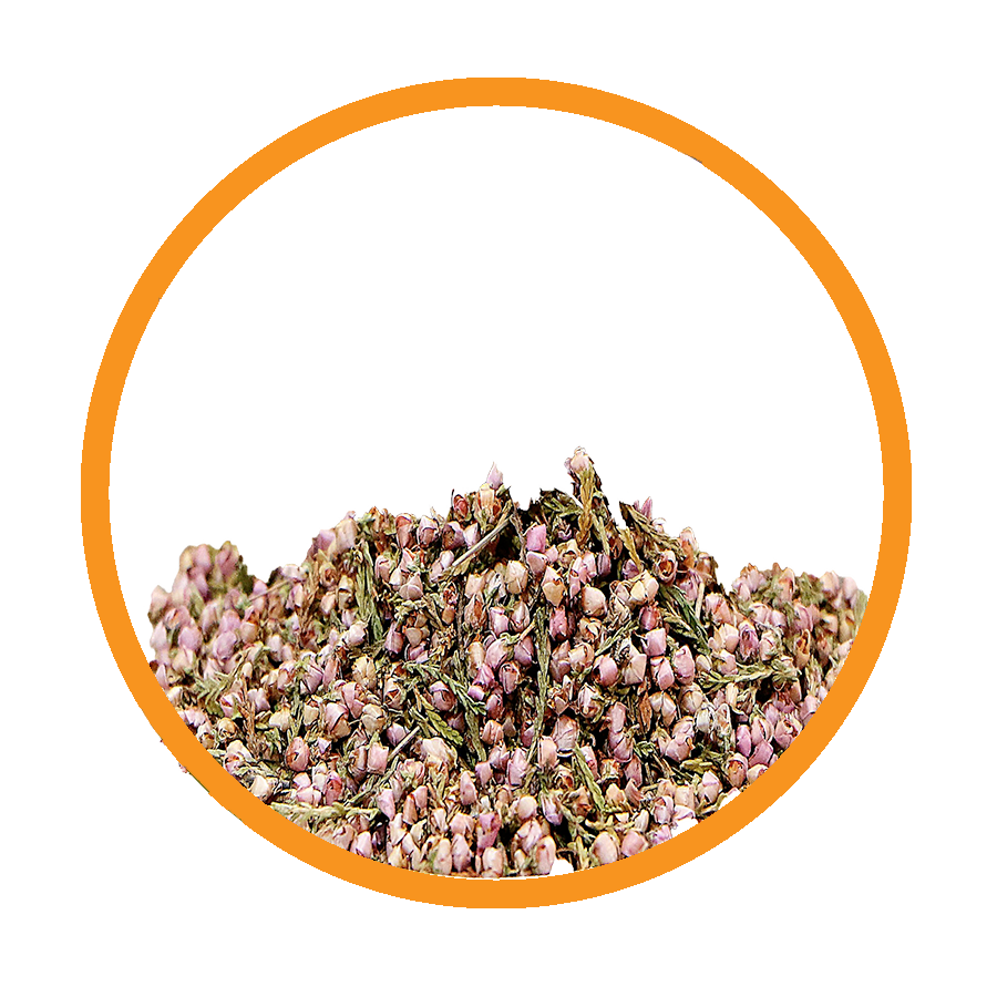 Bruyère conf urinaire