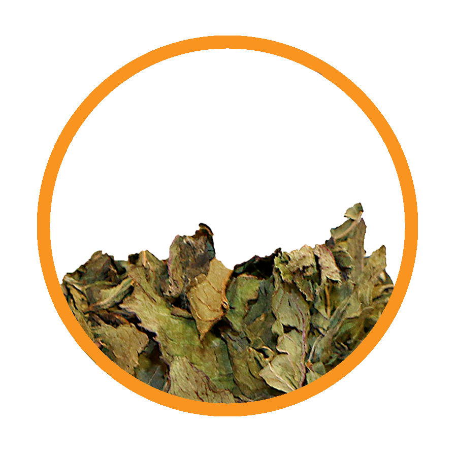 Menthe conf urinaire