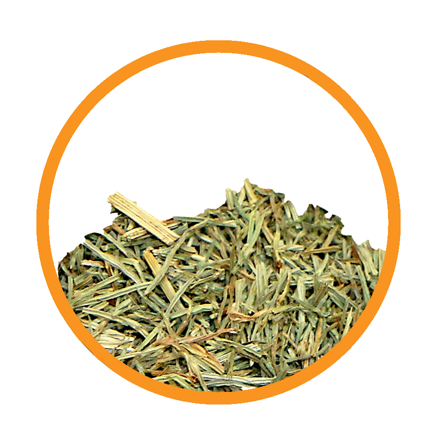 Prêle Cure de Breuss